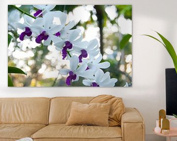 Orchid Bali Dendrobium by Ivonne Fuhren- van de Kerkhof
