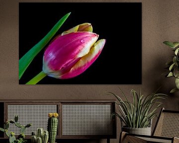 Kleiner Tropfen auf Pink Tulip in Schwarz von Willie Kamminga