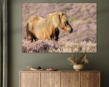 Wild paard op de Posbank met Paarse heide van Jor DieFotografie