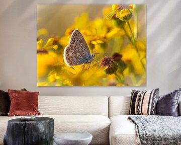 Chalk Hill Blue butterfly by Rob Boon