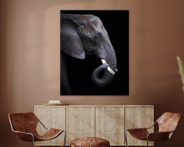 Porträt Elefant | Wildlife Fotografie | Schwarzer Hintergrund von Barbara Kempeneers