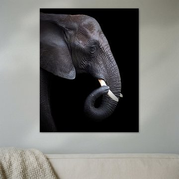 Porträt Elefant | Wildlife Fotografie | Schwarzer Hintergrund