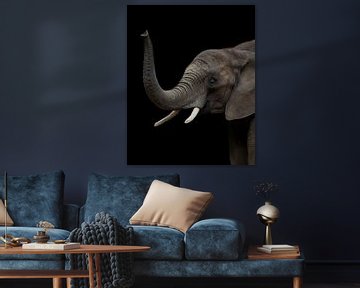 Elephant | Wildlife | Portrait by Barbara Kempeneers