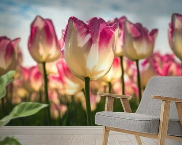 The Dutch Tulip