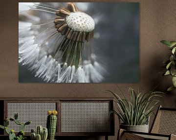 Macro photo dandelion fluff by Monique de Koning