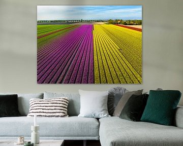 Tulpen in geel en paars in landbouwvelden tijdens de lente van Sjoerd van der Wal