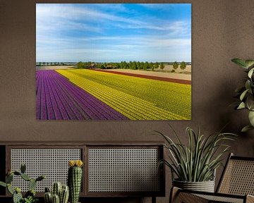 Tulipes jaunes et violettes dans des champs agricoles au printemps sur Sjoerd van der Wal Photographie