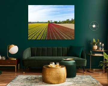 Tulpen in geel en rood groeien in landbouwvelden in de lente van Sjoerd van der Wal