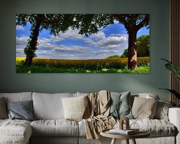 Arbres devant le champ de colza