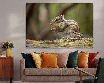 Siberian ground squirrel by Steffie van der Putten