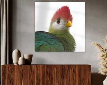 red crested turaco by 28Art - Yorda