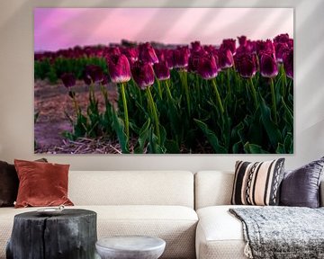 Close-up of pink tulips in a bulb field by Rob Baken