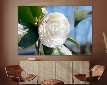 Camellia japonica wit van Ivonne Fuhren- van de Kerkhof