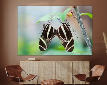 Parende zebravlinders 'butterfly love' van Ivonne Fuhren- van de Kerkhof