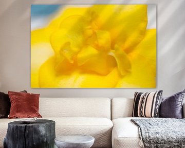 Freesia geel 'zonnekracht' van Ivonne Fuhren- van de Kerkhof