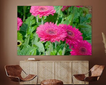 Gerbera 'happy flower' pink van Ivonne Fuhren- van de Kerkhof