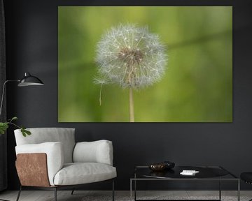 Dandelion fluff in nature by Tanja van Beuningen