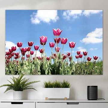 Rote Tulpen