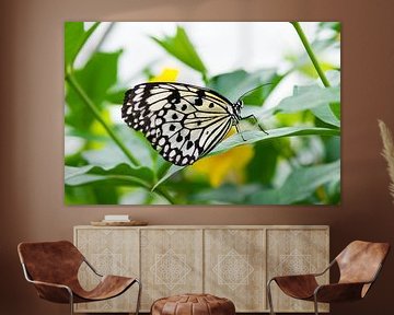 Exotische vlinder 'Idea leuconoe' van Ivonne Fuhren- van de Kerkhof
