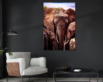 Olifant, drie olifanten in detail, familie tijd van Fotos by Jan Wehnert