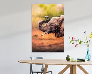 Elephant head with tusk and curled trunk in Kenya by Fotos by Jan Wehnert