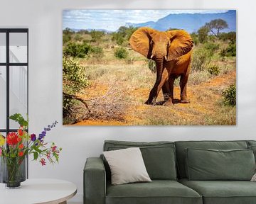 Elephant from Kenya, Africa in the savannah in Tsavo National Park by Fotos by Jan Wehnert