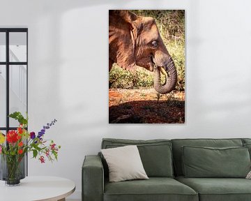 Elefant aus Kenia, Afrika in der Savanne im Tsavo Nationalpark von Fotos by Jan Wehnert
