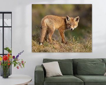 Foxes cub on the hill by Patrick van Bakkum