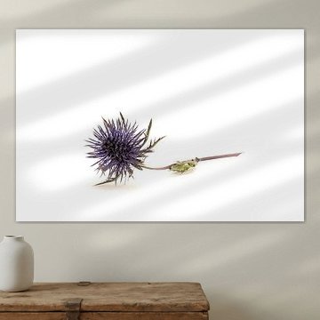 Fleur de chardon Nature morte