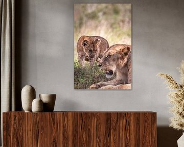 Babylöwe im Fokus mit Mutter Löwin, Kenia Afrika
