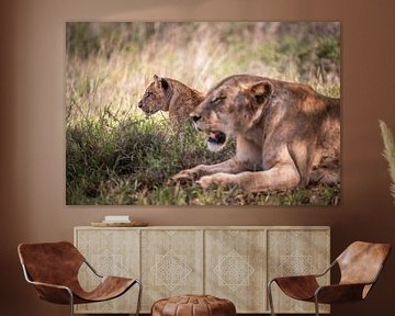 Baby leeuw in focus met moeder leeuwin, Kenia Afrika van Fotos by Jan Wehnert