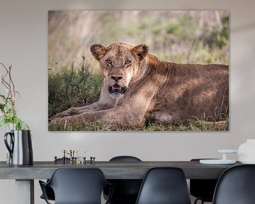Leeuw, leeuwin toont haar tanden, safari in Afrika, Kenia van Fotos by Jan Wehnert