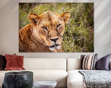 Lion, lioness shows her teeth, safari in Africa, Kenya by Fotos by Jan Wehnert