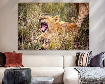 Leeuw, leeuwenwelp geeuwt in het gras van Fotos by Jan Wehnert