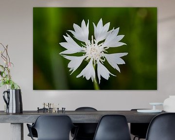 Korenbloem wit met groene achtergrond van Ivonne Fuhren- van de Kerkhof