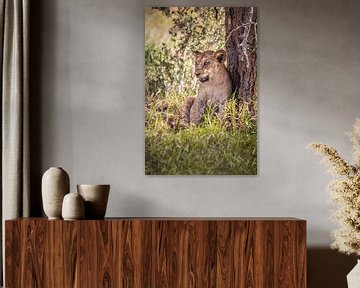 Baby leeuw op een boom in Kenia, Afrika op safari van Fotos by Jan Wehnert