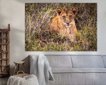Vrije leeuwenwelp liggend in een weide in Kenia Afrika van Fotos by Jan Wehnert