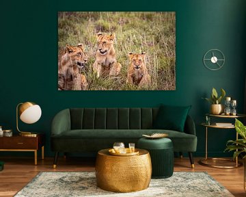 Drie leeuwbavianen of leeuwenwelpjes in Kenia Afrika. Safari in de ochtend van Fotos by Jan Wehnert