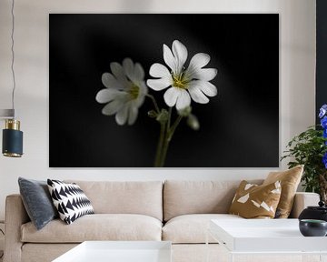 Weiße gefilzte Hornblume auf schwarzem Hintergrund von Ad Jekel