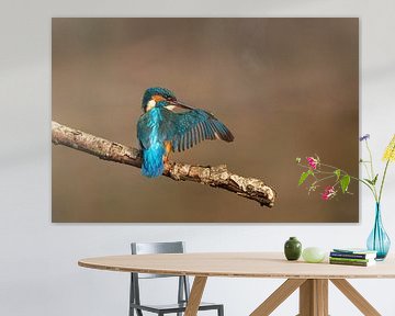 Kingfisher on a branch stretches the bird out by KB Design & Photography (Karen Brouwer)