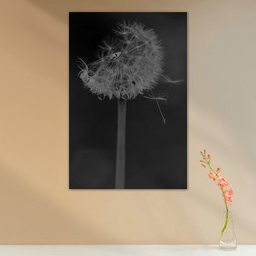Dandelions with fluff blown away