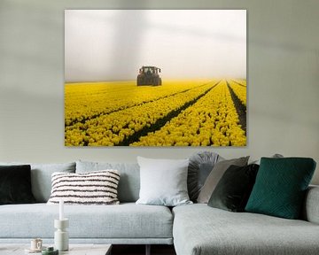 Tractor in the tulip field