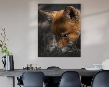 Intensiver Blick eines Fuchswelpen von Patrick van Bakkum