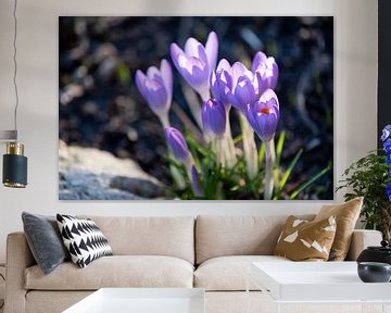 Crocus in purple by Julia Strube - graphics