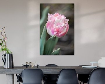 Crispa tulp in roze van Julia Strube - graphics