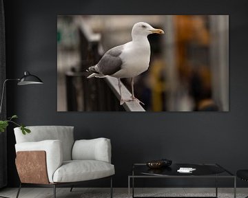 Mouette blanche debout sur une balustrade sur Jonas Weinitschke