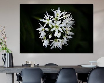 Wild garlic blossom by Leinemeister