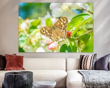 Vlinder op appelboom bloesem tijdens de lente