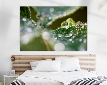 Dew drops on green leaf by Julia Strube - graphics