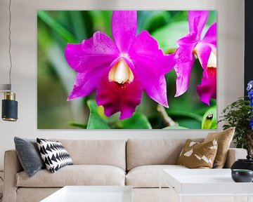 Tropische orchidee 'Arundina' van Ivonne Fuhren- van de Kerkhof
